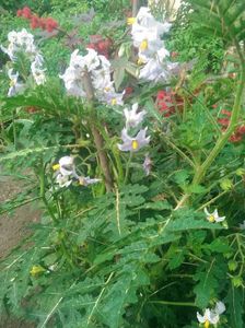 Tomate Litchi; Plantă de tomată sălbatică
