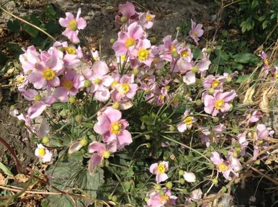 Anemone; A inflorit toata vara. Multumesc, dna Flora!
