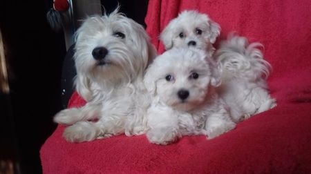 Bichon Maltese; mama  Lusika si 2 fetite nascute in 16.07,2017.
