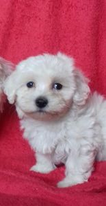 Bichon Maltese; fetita nascuta in 16.07.2017
