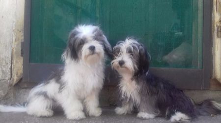 Bichon Havanese; surori 5 luni.
