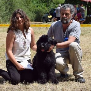 Ciobanesc de Brie BRIARD; Neville expo Serbia Bela Crkva.Biss in 1.07.2017.
