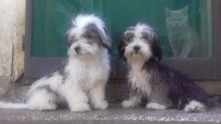 Bichon Havanese; surorile la 5 luni.
