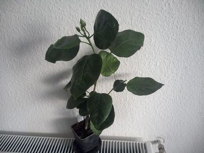 WIN_20170922_081051