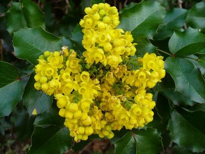 Mahonia_aquifolium [EPUIZAT]; ////
