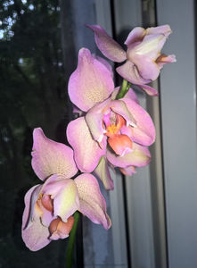 orhidee valynedelcu@yahoo.com 0131; Facebook grup: "orhideea mea"
