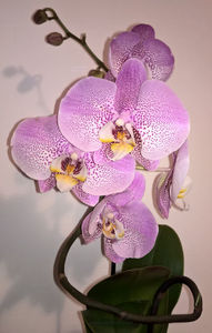 orhidee valynedelcu@yahoo.com 0133; Facebook grup: "orhideea mea"
