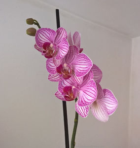 orhidee valynedelcu@yahoo.com 0137; Facebook grup: "orhideea mea"

