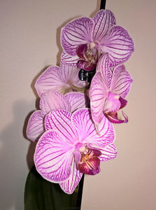 orhidee valynedelcu@yahoo.com 0138; Facebook grup: "orhideea mea"
