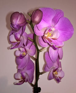 orhidee valynedelcu@yahoo.com 0139; Facebook grup: "orhideea mea"
