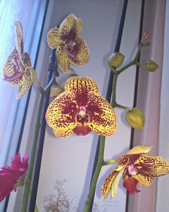 orhidee valynedelcu@yahoo.com 0142; Facebook grup: "orhideea mea"
