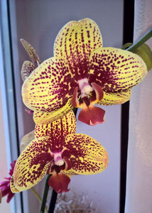 orhidee valynedelcu@yahoo.com 0141; Facebook grup: "orhideea mea"
