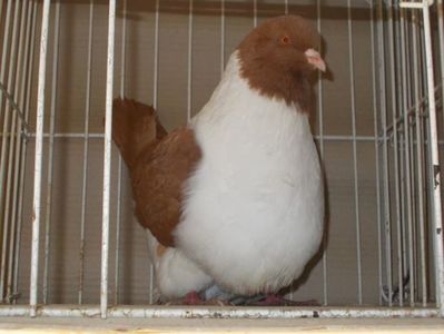 C__Data_Users_DefApps_AppData_INTERNETEXPLORER_Temp_Saved Images_108412143_YBTNOKG3