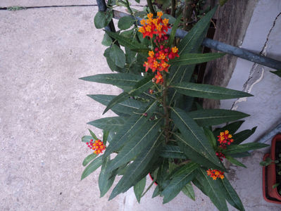 23 sept Asclepias curassavica