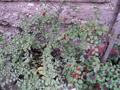 Cotoneaster