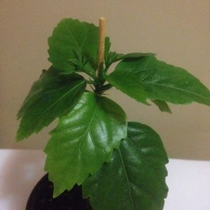 3 classic apricot