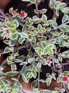 Aptenia variegata-cam suparata ca a si venit frigul