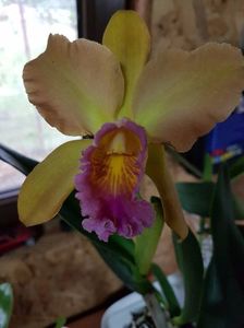 blc waikiki lea - 95 lei