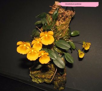 dendrobium jenkinsii floare