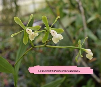 Epidendrum paniculatum x capricornu floare (FS)