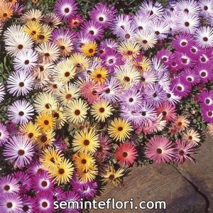 Seminte flori Mesembryanthemum Kings Sunshine Mix; Seminte flori Mesembryanthemum Kings Sunshine Mix - Floare de Gheata
