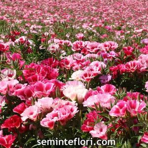 Seminte flori Godetia Dream Double Mix; Seminte flori Godetia Dream Double Mix - Azalee
