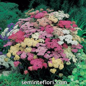 Seminte flori Achillea Summer Berries F2; Seminte flori Achillea Summer Berries F2 - Coada Soricelului Ornamentala
