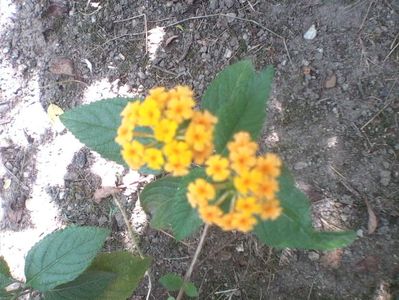 Lantana