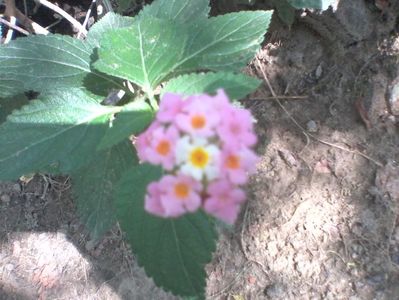 Lantana