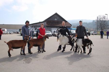 Alpinele  si caprele Paun- sh76