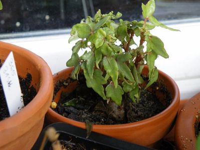 begonia dregei