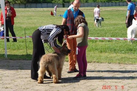 Ciobanesc de Brie BRIARD; Expio Tim 09.05. 2015 Daria cu Celine la 7 luni
