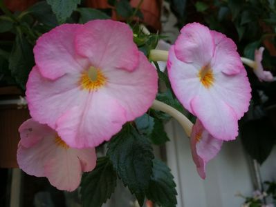 Vie en Rose