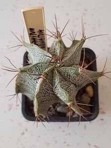 Astrophytum ornatum