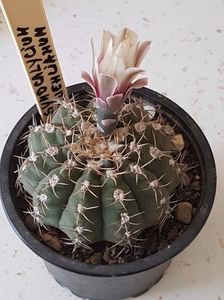 Gymnocalicium quehlianum