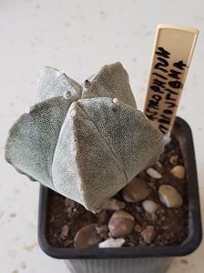 Astrophytum myriostigma