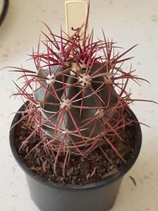 Ferocactus