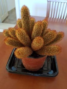 Mammillaria elongata rubrispina