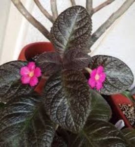 Episcia Pinkiscia poza net
