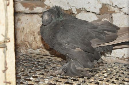 Posibil Mascul