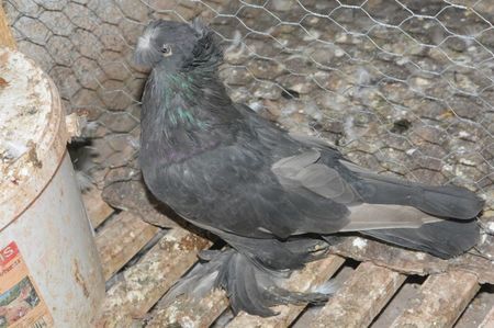 Posibil mascul