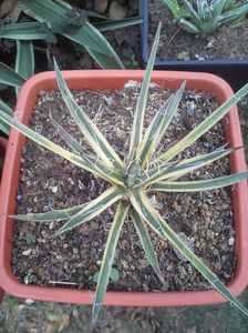 agave leopoldii marginata