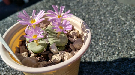 Conophytum minutum SB1227