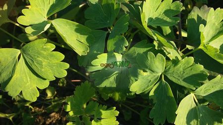 Plante adulte de Caldaruse; Plante adulte de Caldaruse - Aquilegia Mckana's Giants
