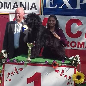 Arad 30.08.2017 Ciobanesc de Brie BRIARD; Expo CACIB best junior si locul 1 la Junior Handling.cu Neville la 6 luni.
