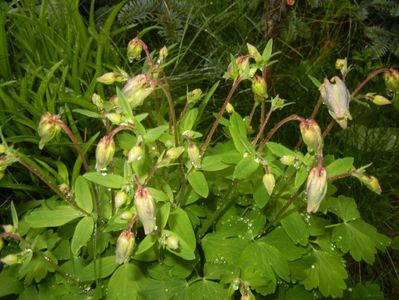 Aquilegia_Columbine (2017, April 20)