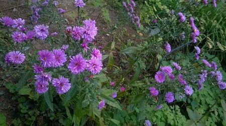 aster