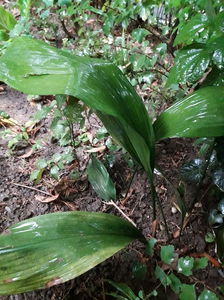 aspidistra