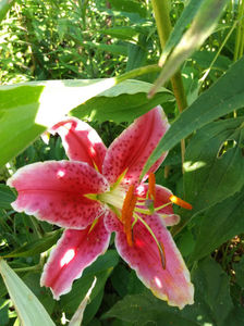 Picture 066