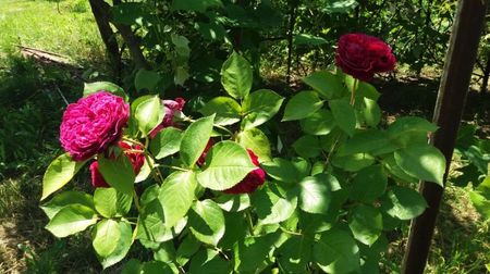 Falstaff, english rose, David Austin